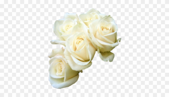 Psd White Rose - White Roses Psd Psd White Rose - White Roses Psd