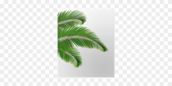 Póster Hojas De Palmera Sobre Fondo Blanco - Tropical Leaf Clipart Póster Hojas De Palmera Sobre Fondo Blanco - Tropical Leaf Clipart
