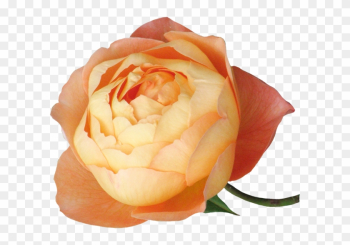 Publicat De Eu Ciresica La - Garden Roses Publicat De Eu Ciresica La - Garden Roses