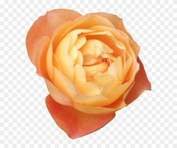 Publicat De Eu Ciresica La - Garden Roses Publicat De Eu Ciresica La - Garden Roses