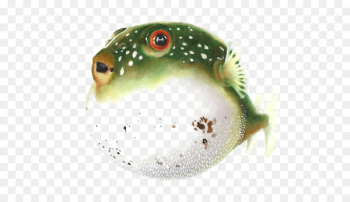 Pufferfish Fugu Drawing Watercolor painting Clip art - Puffer fish 