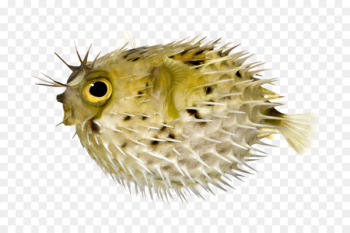 Pufferfish Fugu Long-spine porcupinefish Lionhead Spot-fin porcupinefish - fish 