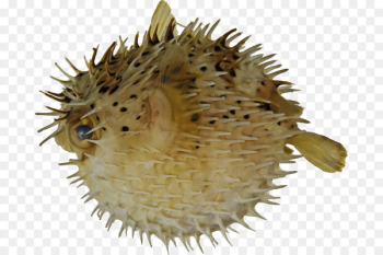 Pufferfish Long-spine porcupinefish Fugu Spot-fin porcupinefish - Puffer Fish 