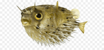 Pufferfish Long-spine porcupinefish Stock photography - others 