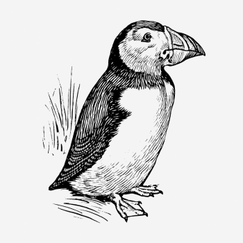 Puffin, bird illustration in black | Free Photo Illustration - rawpixel Puffin, bird illustration in black | Free Photo Illustration - rawpixel