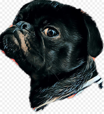 Pug, Dog Breed, Pet, Dog, Canidae PNG Pug, Dog Breed, Pet, Dog, Canidae PNG