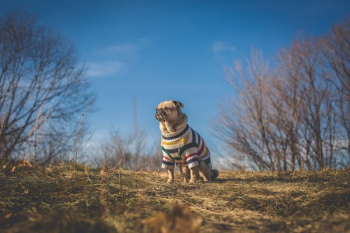 Pug Dog Looks At Sun And Future Pug Dog Looks At Sun And Future