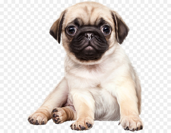 Pug Dog PNG Pug Puppy Clipart download - 624 * 697 - Free ...