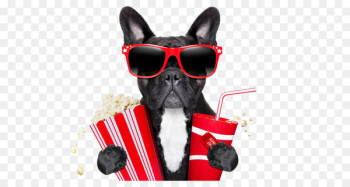 Pug Film Corn dog Stock photography - Creative cinema dog Pug Film Corn dog Stock photography - Creative cinema dog