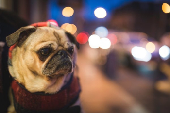 Pug In City Pug In City