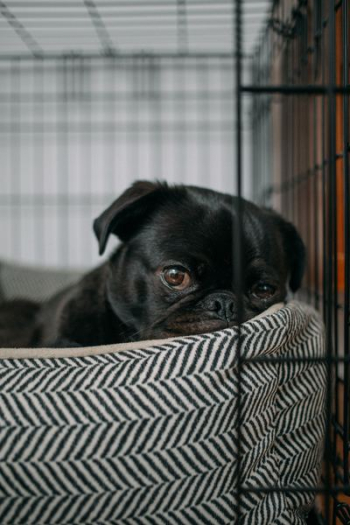 pug lying on pet bed pug lying on pet bed