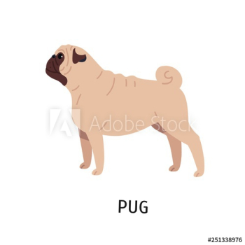 Pug or Dutch mastiff Pug or Dutch mastiff