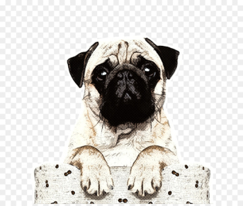 Pug Puppy Boxer Verjaardagskalender Stock photography - puppy 