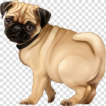 Pug Puppy Dog breed Companion dog Toy dog, puppy transparent ...