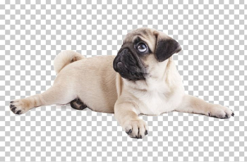 Pug Puppy Purebred Dog Dog Breed Snout PNG, Clipart, Animal ...