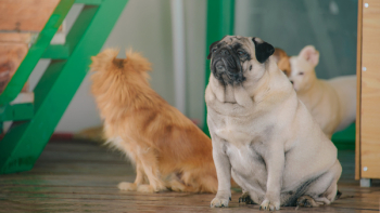 Pug Selective Focus Photo Pug Selective Focus Photo