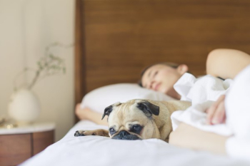 Pug Sleeping In Pug Sleeping In