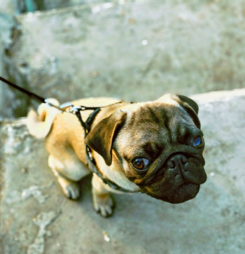 Pug With Leash Pug With Leash