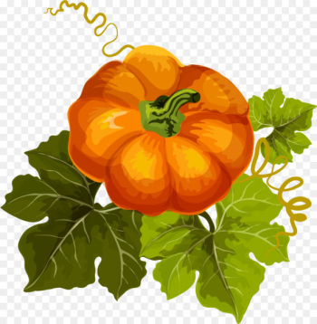 Pumpkin Autumn Design Vegetable Image - kabocha 