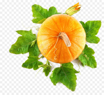 Pumpkin Food Stock photography Royalty-free - Pumpkin top view 