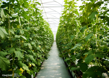 Pumpkin Green Lush Plants Trees Nature | Free stock photo - 38850 Pumpkin Green Lush Plants Trees Nature | Free stock photo - 38850