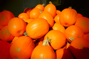 Pumpkin Lot Pumpkin Lot