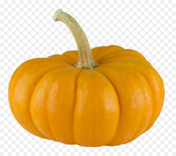 Pumpkin pie Calabaza - Pumpkin Pumpkin pie Calabaza - Pumpkin