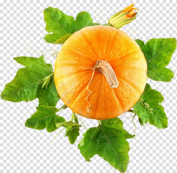 Pumpkin pie Food Vegetable, pumpkin transparent background PNG clipart Pumpkin pie Food Vegetable, pumpkin transparent background PNG clipart