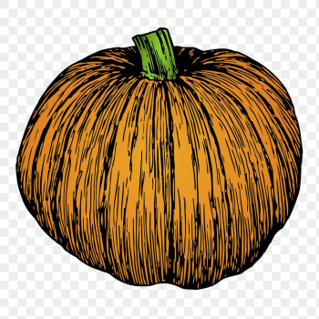 Pumpkin png sticker, vegetable vintage | Free PNG - rawpixel