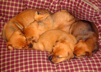 puppies_001.jpg puppies_001.jpg
