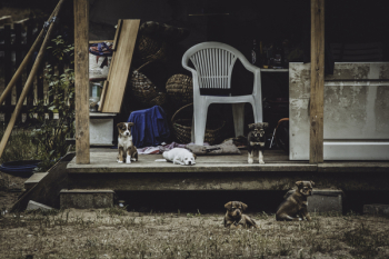 Puppies Beside White Armchair Puppies Beside White Armchair