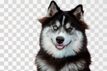 puppies dog PNG transparent background puppies dog PNG transparent background