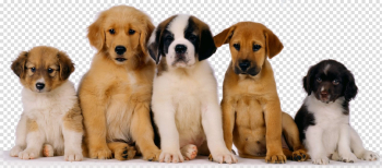 Puppies PNG Photo Puppies PNG Photo