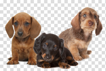 Puppies Transparent Images Puppies Transparent Images