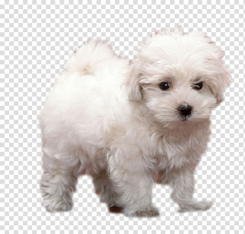 Puppy Animal Terrier Breed, White dog standing transparent background PNG clipart Puppy Animal Terrier Breed, White dog standing transparent background PNG clipart