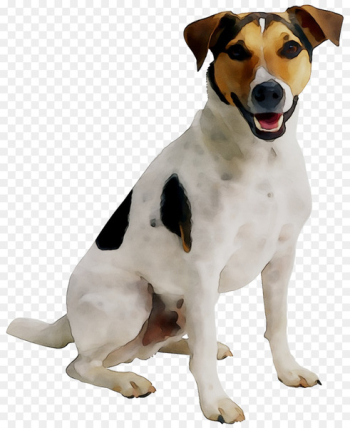 Puppy Cat Jack Russell Terrier Pet sitting Dog daycare -  