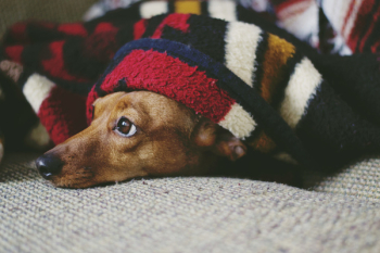 Puppy Covered With Blanket Puppy Covered With Blanket