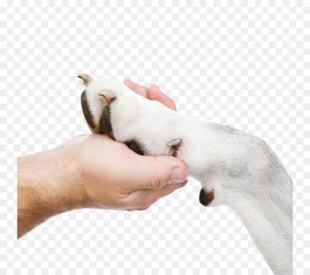 Puppy Dog breed Cat Small Animal Medicine - Holding dog paw Puppy Dog breed Cat Small Animal Medicine - Holding dog paw