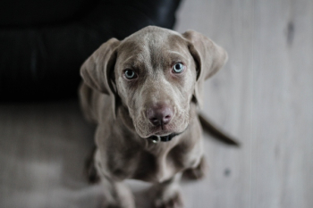 Puppy Dog Free Photo Puppy Dog Free Photo