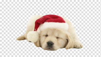 Puppy Dog Santa Claus Christmas , puppy transparent background PNG clipart