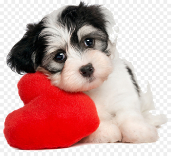 Puppy Havanese dog Valentine's Day Pet What dog? - lovely puppy 