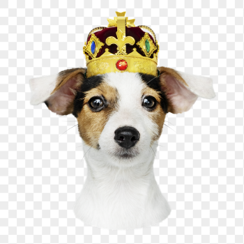 Puppy in gold crown png | Free PNG - rawpixel