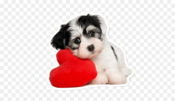 Puppy Maltese dog Pet sitting Chihuahua - puppy Puppy Maltese dog Pet sitting Chihuahua - puppy