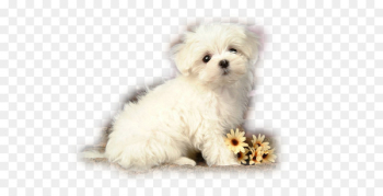 Puppy Maltese dog Yorkshire Terrier Pug Labrador Retriever - puppy 