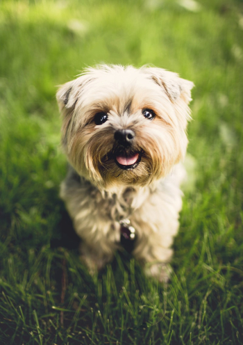 Puppy. Original public domain image | Free Photo - rawpixel Puppy. Original public domain image | Free Photo - rawpixel