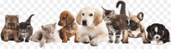 Puppy Pet sitting Dog Kitten - pets Puppy Pet sitting Dog Kitten - pets