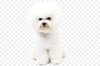 puppy png download - 1170*780 - Free Transparent Maltese Dog png ...