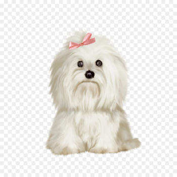 puppy png download - 2362*2362 - Free Transparent Maltese Dog png ...