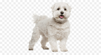 puppy png download - 567*489 - Free Transparent Maltese Dog png ...