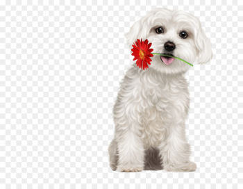 puppy png download - 700*700 - Free Transparent Maltese Dog png ...
